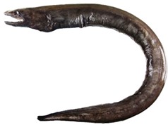 Phát hiện hai loài cá “lịch củ” mới ở ven biển Nam Bộ